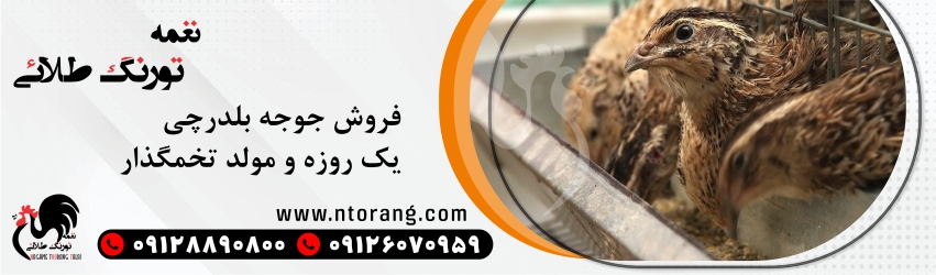 فروش بلدرچین یک روزه